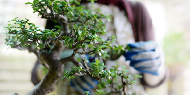 Aqua bonsai – giải pháp mang nghệ thuật xanh tinh tế cho nhà nhỏ - Ảnh 1