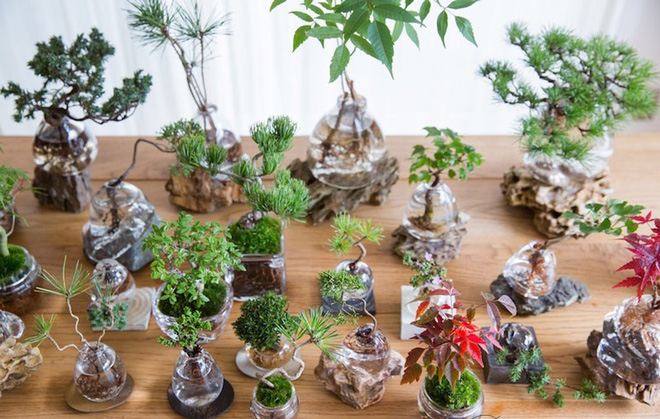 Aqua bonsai – giải pháp mang nghệ thuật xanh tinh tế cho nhà nhỏ - Ảnh 2