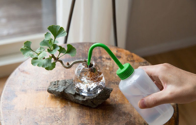 Aqua bonsai – giải pháp mang nghệ thuật xanh tinh tế cho nhà nhỏ - Ảnh 4