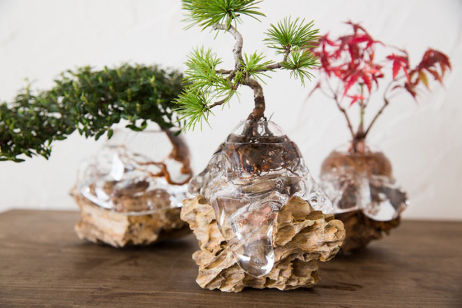 Aqua bonsai – giải pháp mang nghệ thuật xanh tinh tế cho nhà nhỏ - Ảnh 5