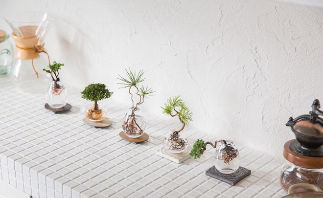 Aqua bonsai – giải pháp mang nghệ thuật xanh tinh tế cho nhà nhỏ - Ảnh 6