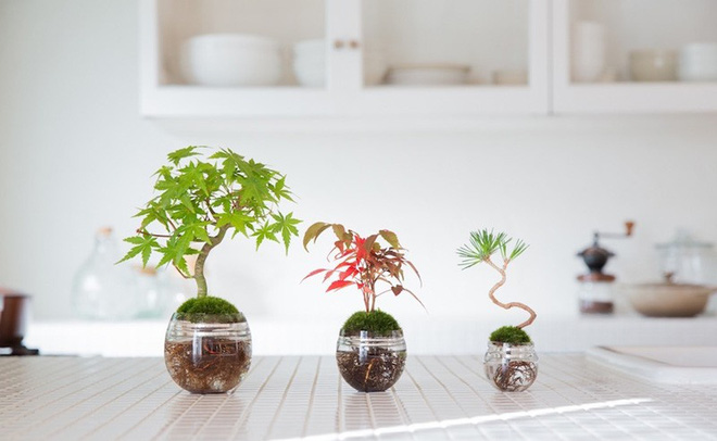 Aqua bonsai – giải pháp mang nghệ thuật xanh tinh tế cho nhà nhỏ - Ảnh 7
