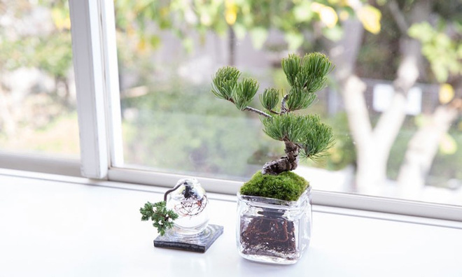 Aqua bonsai – giải pháp mang nghệ thuật xanh tinh tế cho nhà nhỏ - Ảnh 8