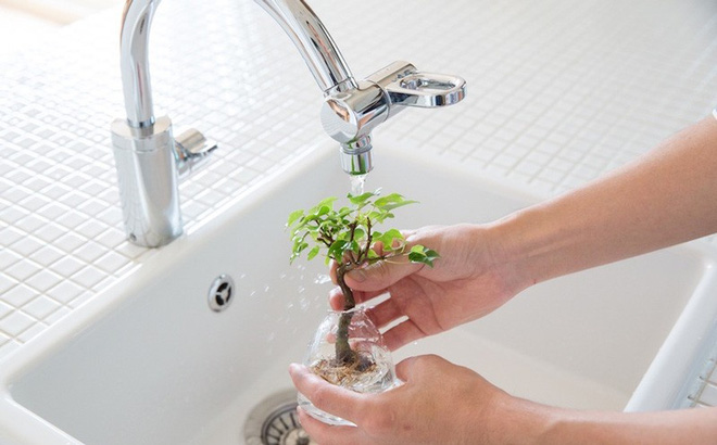 Aqua bonsai – giải pháp mang nghệ thuật xanh tinh tế cho nhà nhỏ - Ảnh 9